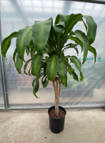 10" DRACAENA MASS CANE 1PP