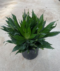 10" DRACAENA, GREEN JEWEL