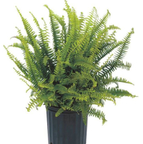 10" FERN, KIMBERLY QUEEN