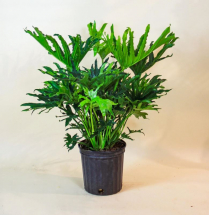 10" PHILODENDRON, SELLOUM HOPE