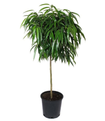 10" FICUS ALII, STANDARD