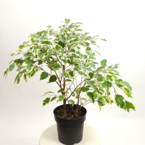 10" FICUS BENJAMINA, VARIEGATED