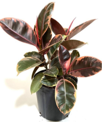 10" FICUS ELASTICA, RUBY