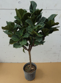 10" FICUS LYRATA, LITTLE FIDDLE STD