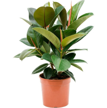 10" FICUS ROBUSTA, BUSH