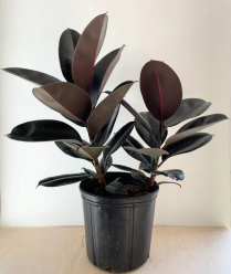 10" FICUS ROBUSTA, BURGUNDY