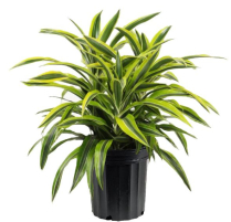 10" DRACAENA WARNECKI, LEMON LIME