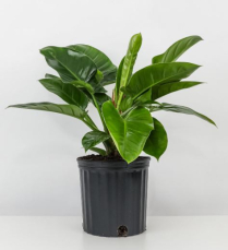 10" PHILODENDRON, CONGO GREEN