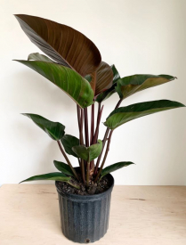 10" PHILODENDRON, CONGO RED