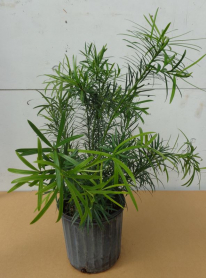 10" PODOCARPUS MAKI, BUSH