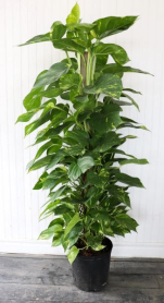 10" POTHOS ON A POLE