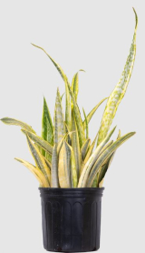 10" SANSEVIERIA, LAUREN