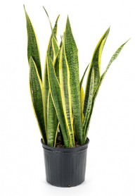 10" SANSEVIERIA, LAURENTII