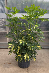 10" SCHEFFLERA, ARBORICOLA, GOLD CAPELLA, BUSH