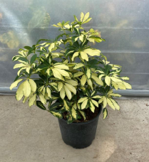 10" SCHEFFLERA, ARBORICOLA, BUTTERBALL