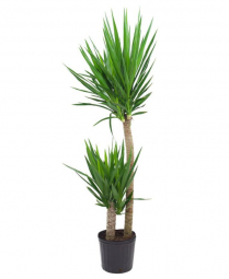 10" YUCCA CANE 2PP