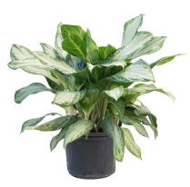 14" AGLAONEMA, GOLDEN BAY