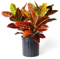 14" CROTON, PETRA, BUSH