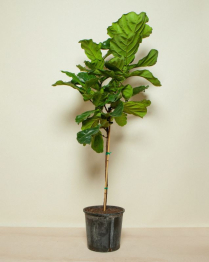 14" FICUS, LYRATA, STANDARD