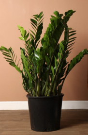 14" ZAMIOCULCAS ZAMIIFOLIA, LARGE