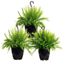 6" HB BOSTON FERN