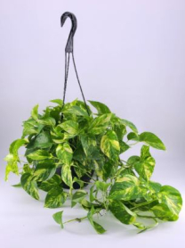 6" HB POTHOS, GOLDEN