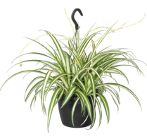 8" HB SPIDER PLANT, ASSORTED