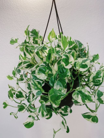 8" HB POTHOS, N'JOY