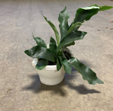 10" HB STAGHORN FERN, WALL PLANTER