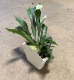 10" HB STAGHORN FERN, WALL PLANTER