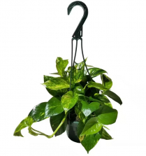 10" HB POTHOS, GOLDEN