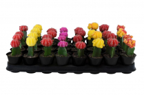 2" GRAFTED CACTUS, ASSORTED