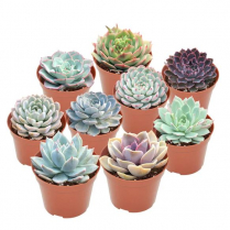 2" ECHEVERIA, ASSORTED (1 FLAT MAX)