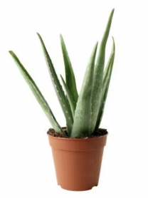 4" ALOE VERA