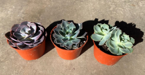 6" ECHEVERIA, ASSORTED