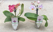 2" PHALAENOPSIS, ASSORTED