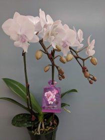 4" PHAL, MINI, 2ST, WF, WHITE, (M612)