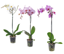 4" PHAL, REG, 1 ST, ASSORTED