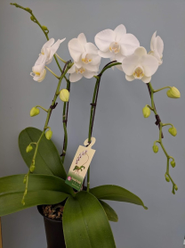 6" PHAL, MED, 2ST, WF, WHITE (M180)