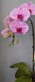 6" PHAL, LRG, WF, 9+ BLM, PINK/RED CTR (M218)