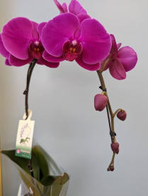 6" PHAL, LRG, MULTI, WF, PURPLE (M200)