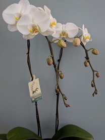 6" PHAL, LRG, 2ST, WF, WHITE (M168)