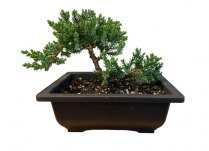 5" BONSAI, JAPANESE JUNIPER, PLASTIC POT