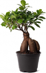 5" BONSAI, FICUS GINSENG (300GR)