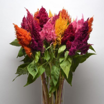 CELOSIA, PLUMOSA, ASSORTED