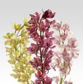 CYMBIDIUM MINI, 40CM, ASSORTED