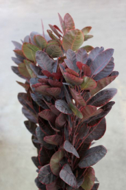 COTINUS, SMOKE BUSH, BURGUNDY