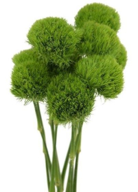 DIANTHUS, GREEN TRICK