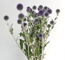 ECHINOPS, BLUE