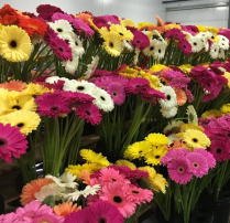 GERBERA, ASSORTED